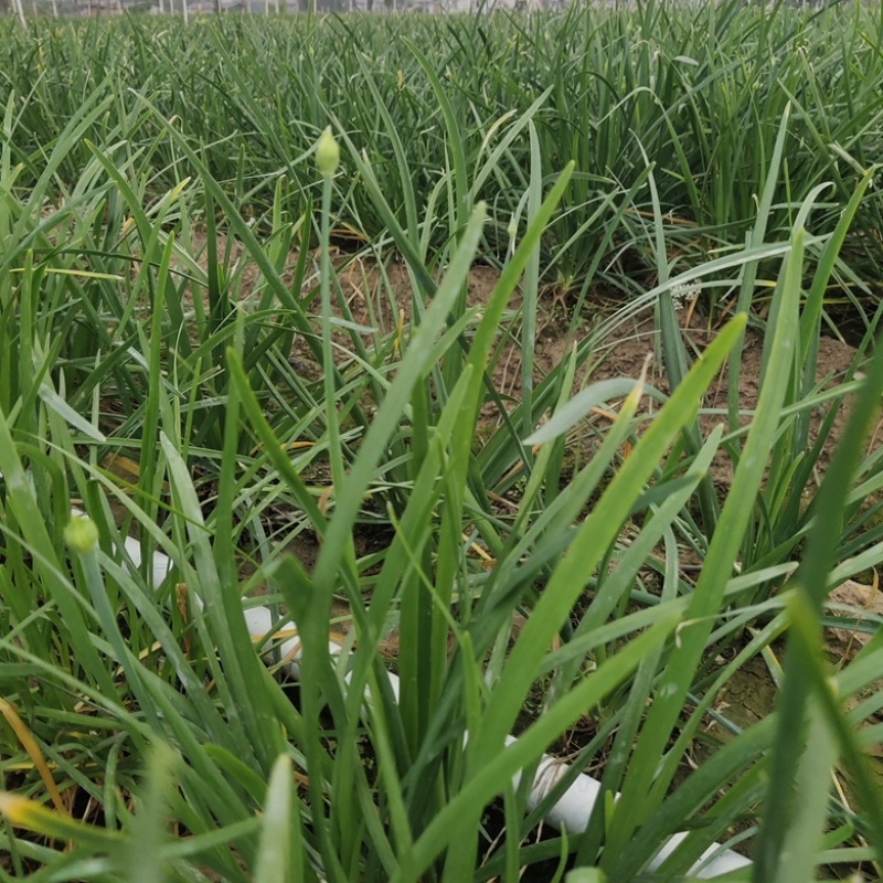 【推荐】广东韭菜花全国各地发货基地一手货源欢迎来电