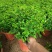 防驱蚊草盆栽正宗清香清香木苗植物室内外花卉好养客厅小绿植