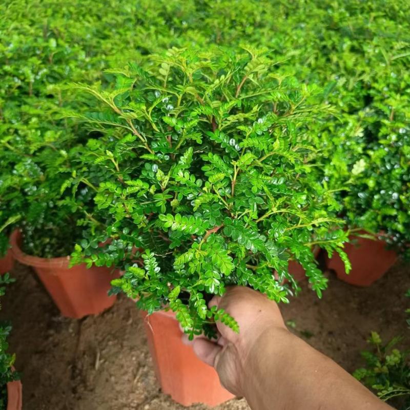 防驱蚊草盆栽正宗清香清香木苗植物室内外花卉好养客厅小绿植