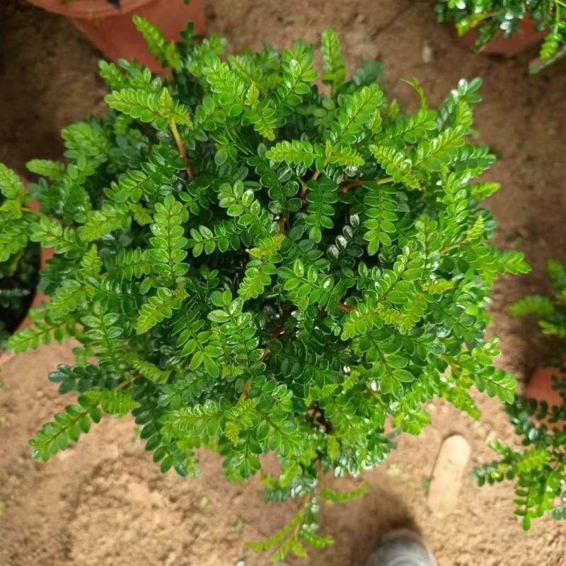 防驱蚊草盆栽正宗清香清香木苗植物室内外花卉好养客厅小绿植