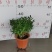 防驱蚊草盆栽正宗清香清香木苗植物室内外花卉好养客厅小绿植