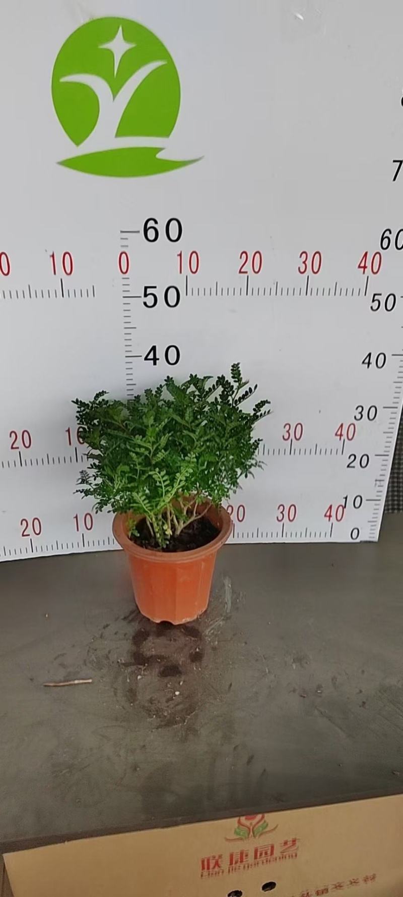 防驱蚊草盆栽正宗清香清香木苗植物室内外花卉好养客厅小绿植
