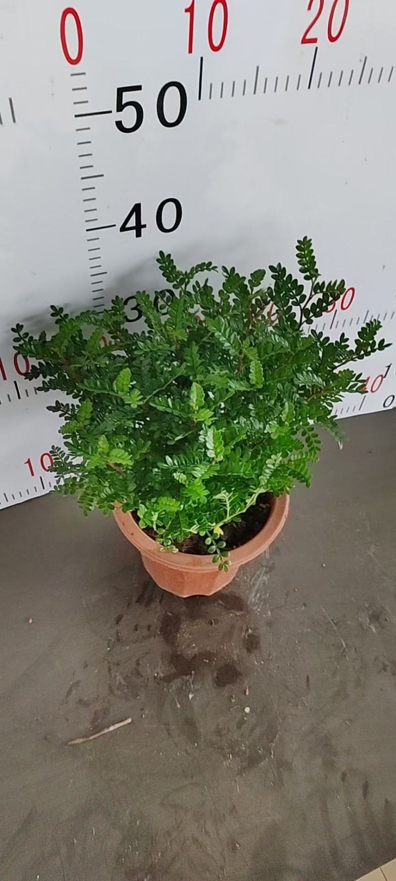 防驱蚊草盆栽正宗清香清香木苗植物室内外花卉好养客厅小绿植