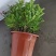 防驱蚊草盆栽正宗清香清香木苗植物室内外花卉好养客厅小绿植