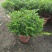 防驱蚊草盆栽正宗清香清香木苗植物室内外花卉好养客厅小绿植