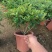 防驱蚊草盆栽正宗清香清香木苗植物室内外花卉好养客厅小绿植