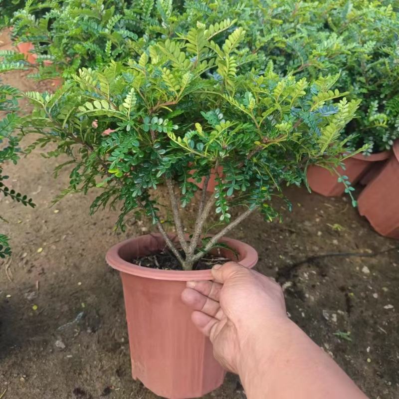 防驱蚊草盆栽正宗清香清香木苗植物室内外花卉好养客厅小绿植