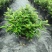 防驱蚊草盆栽正宗清香清香木苗植物室内外花卉好养客厅小绿植