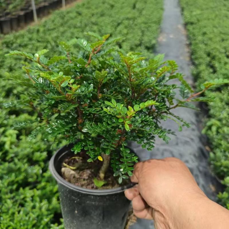 防驱蚊草盆栽正宗清香清香木苗植物室内外花卉好养客厅小绿植