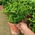 防驱蚊草盆栽正宗清香清香木苗植物室内外花卉好养客厅小绿植