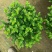 防驱蚊草盆栽正宗清香清香木苗植物室内外花卉好养客厅小绿植