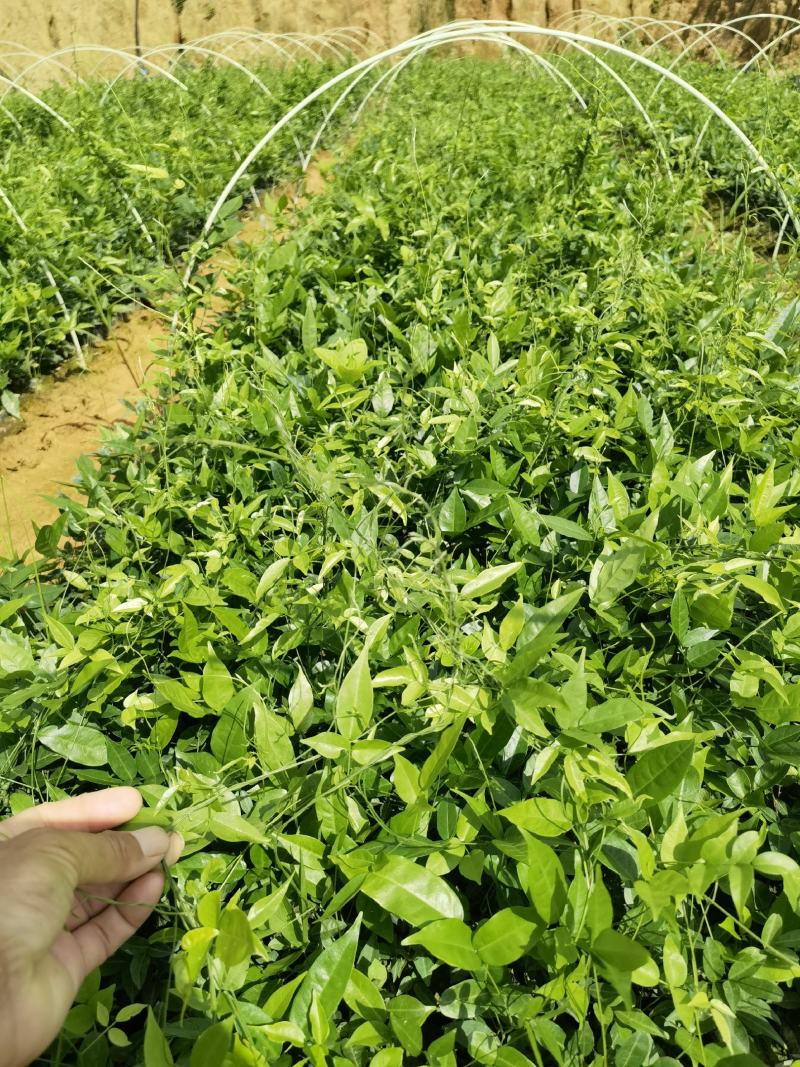 牛大力苗小叶牛大力种植现苗多多价格亲民