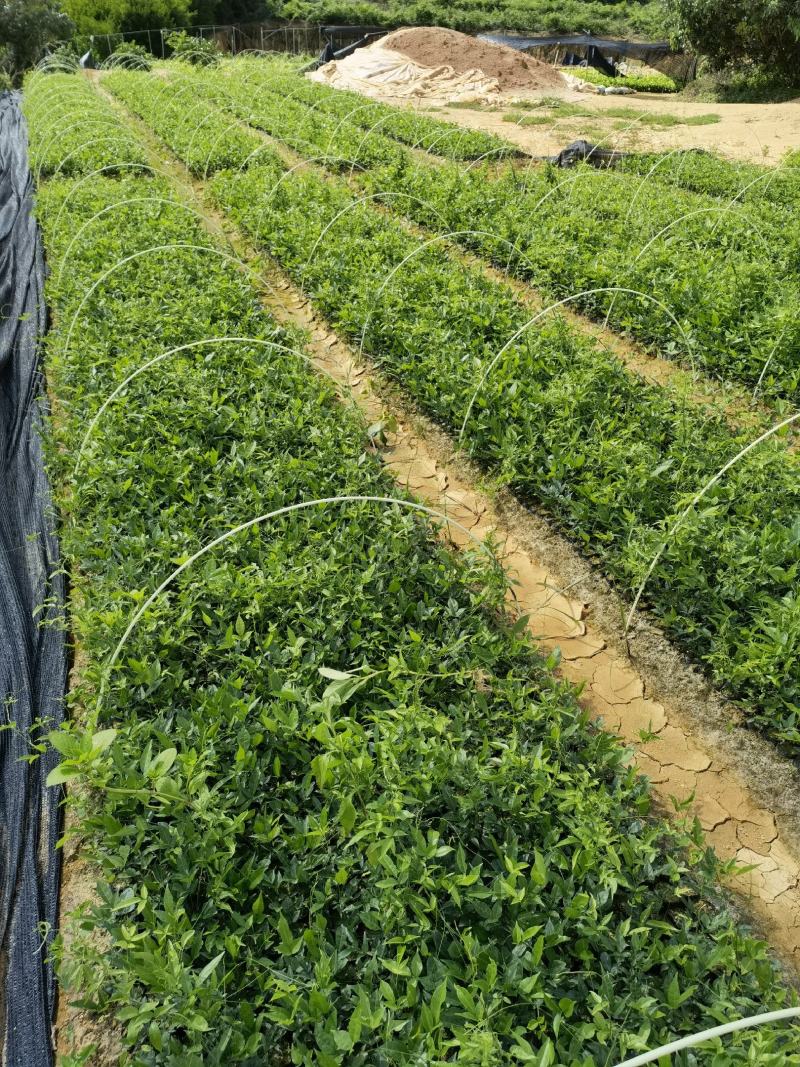 牛大力苗小叶牛大力种植现苗多多价格亲民