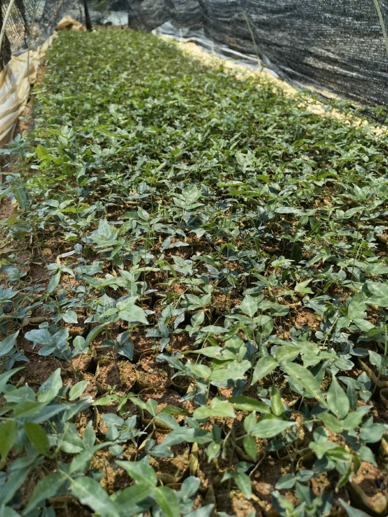 牛大力苗小叶牛大力种植现苗多多价格亲民