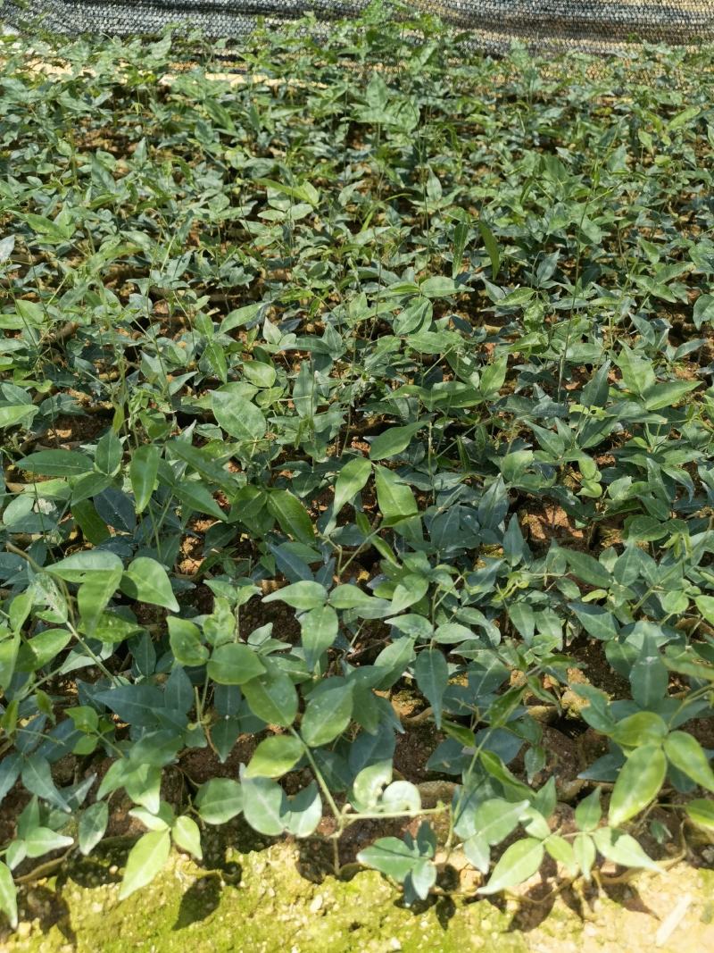 牛大力苗小叶牛大力种植现苗多多价格亲民