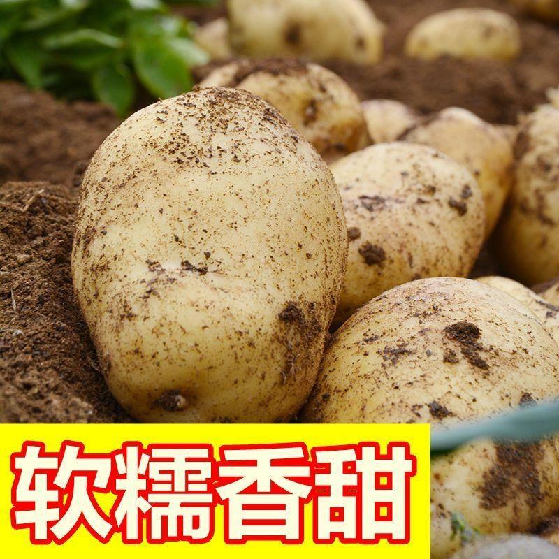 精品黄心土豆马铃薯湖北土豆大量供应保质保量欢迎订购