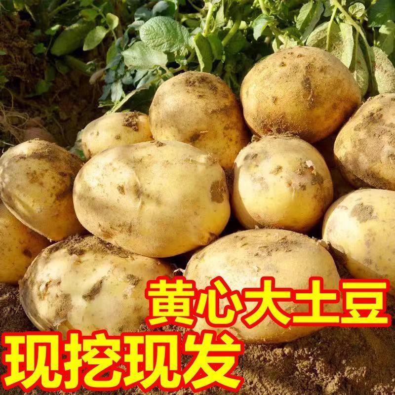 精品黄心土豆马铃薯湖北土豆大量供应保质保量欢迎订购