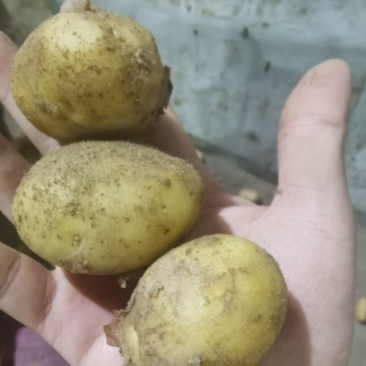 小土豆1两左右特价