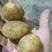 小土豆1两左右特价