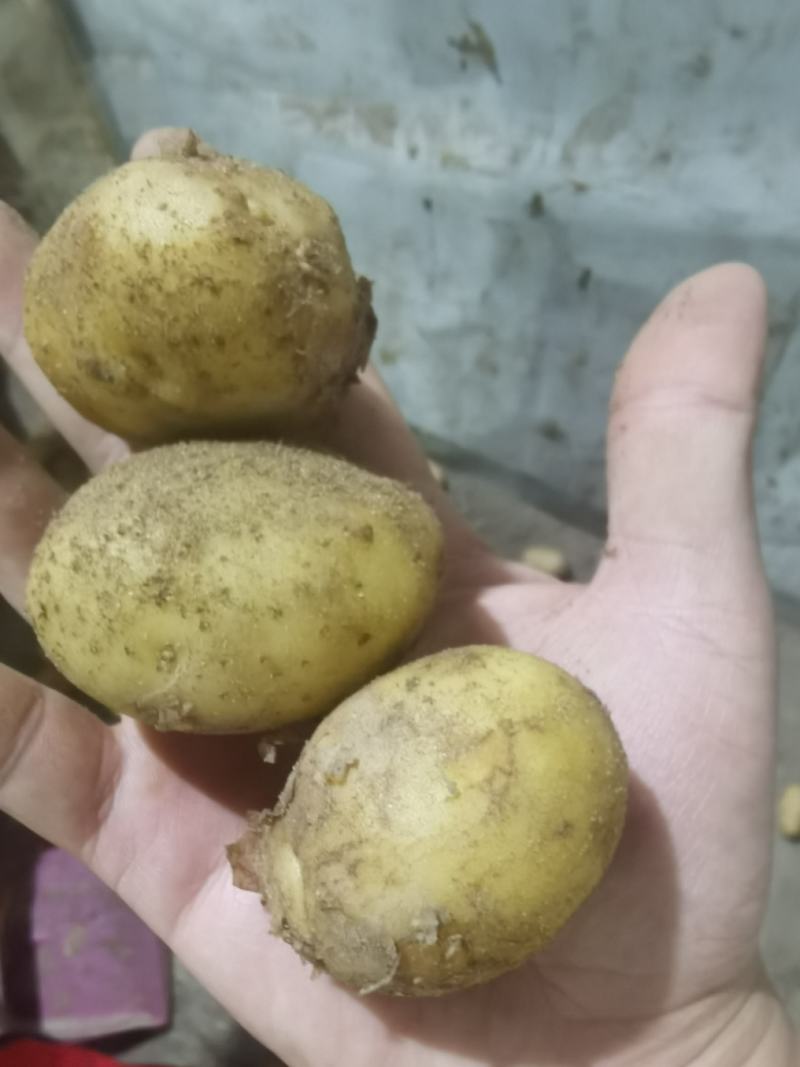 小土豆1两左右特价