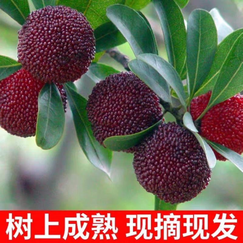 浮宫杨梅批发市场供应电商一件代发代办产地直销
