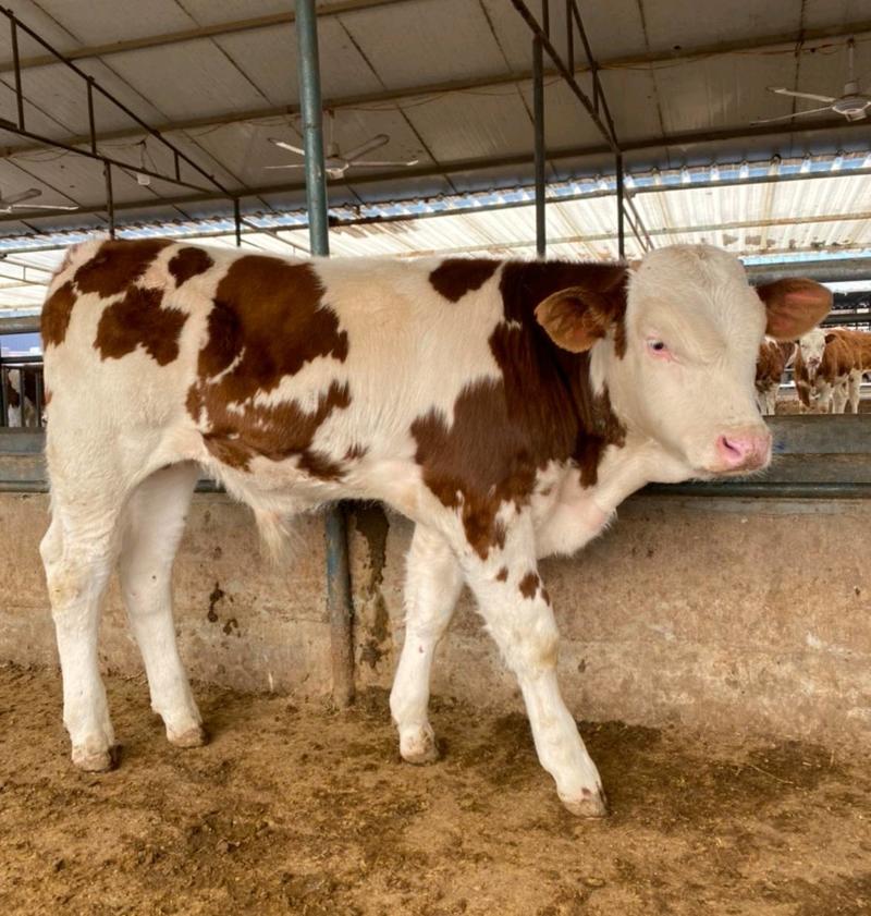 牛犊西门塔尔牛犊三到六个月的牛犊牛苗西门塔尔牛