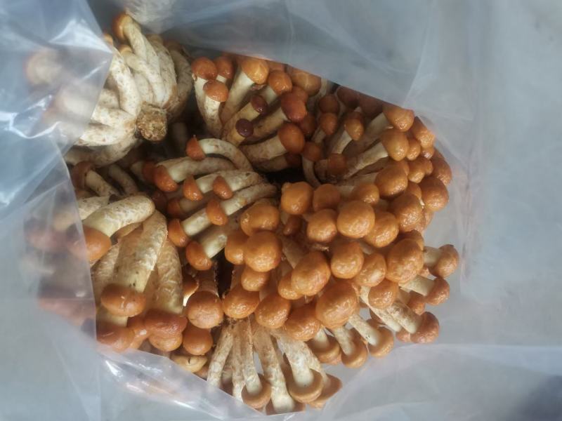 新鲜滑子菇，全国一日达