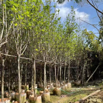 紫玉兰5-15分大量出售，基地直发，规格齐全