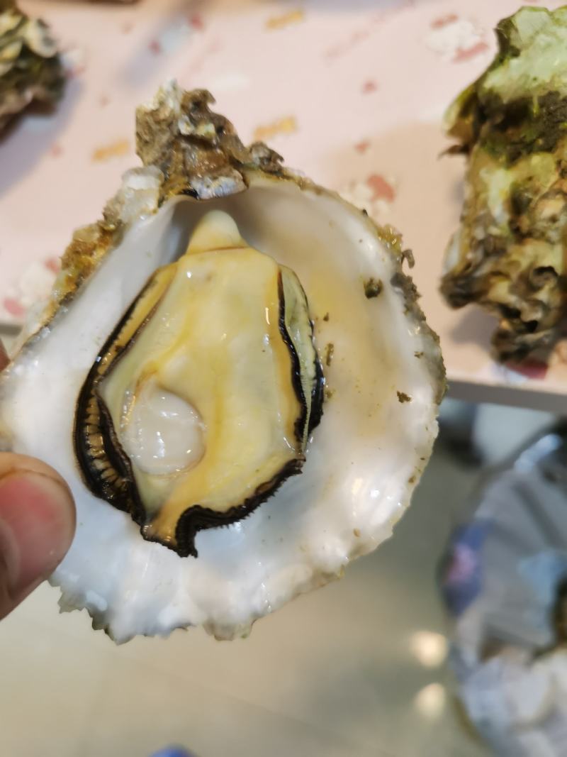 广西三倍体生蚝