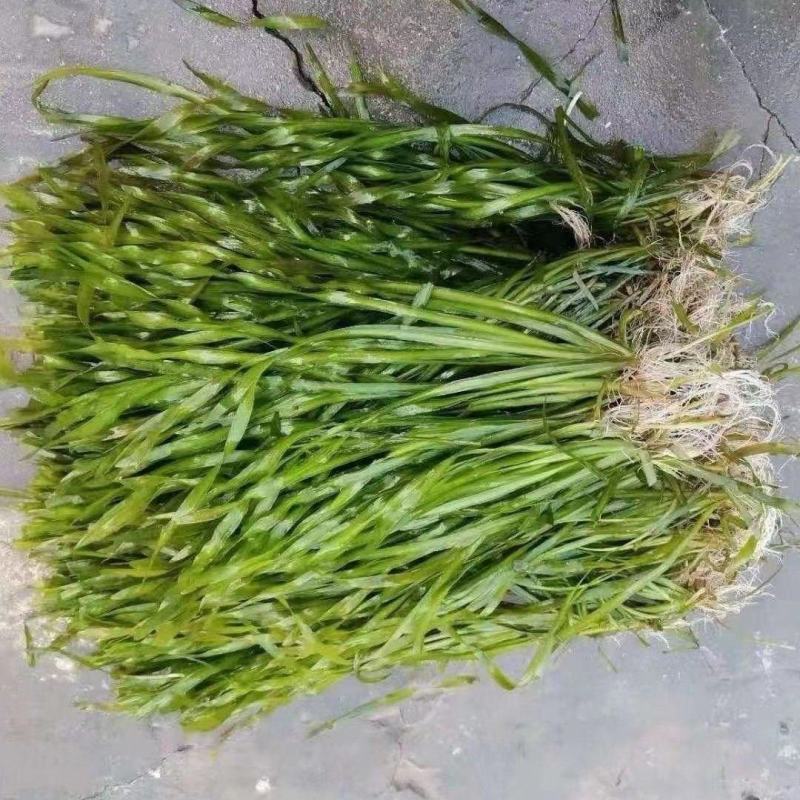 矮生苦草，水草，养虾养蟹，全国包邮，