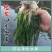 矮生苦草，水草，养虾养蟹，全国包邮，