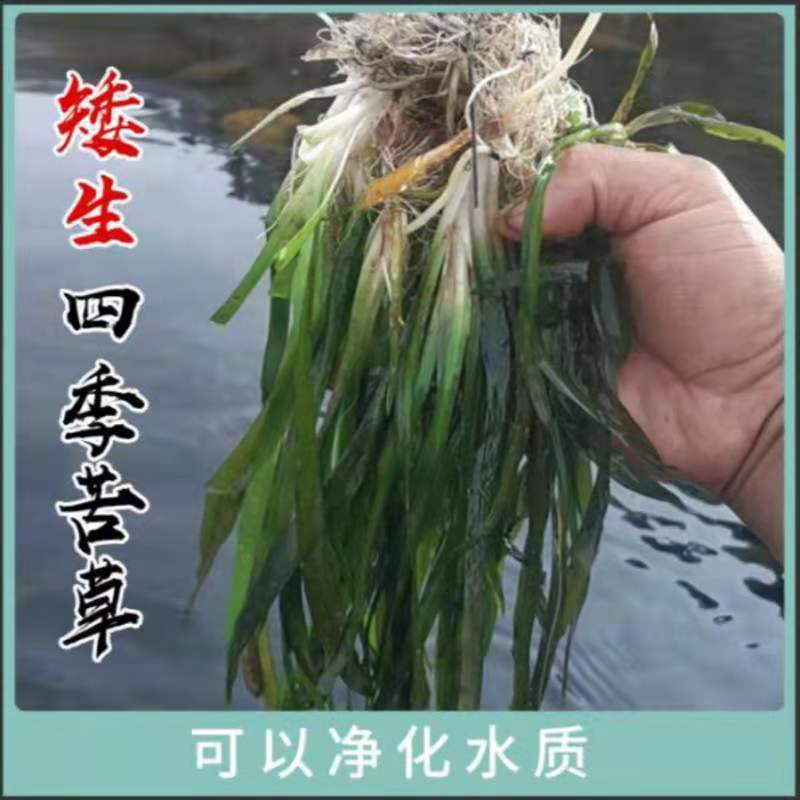 矮生苦草，水草，养虾养蟹，全国包邮，