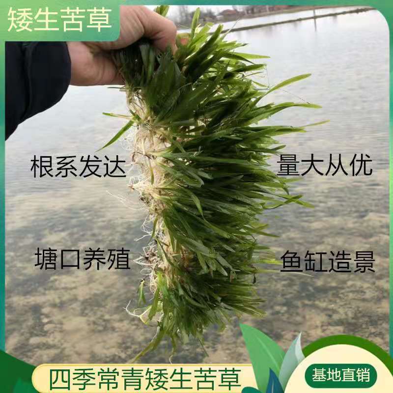 矮生苦草，水草，养虾养蟹，全国包邮，