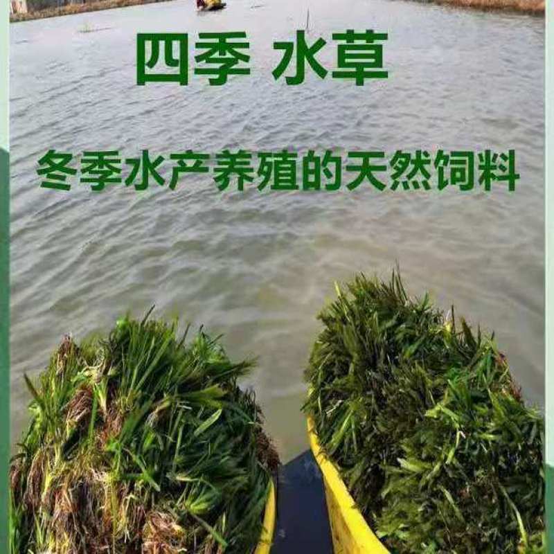 矮生苦草，水草，养虾养蟹，全国包邮，