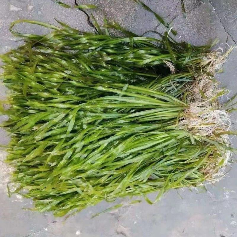 矮生苦草，水草，养虾养蟹，全国包邮，