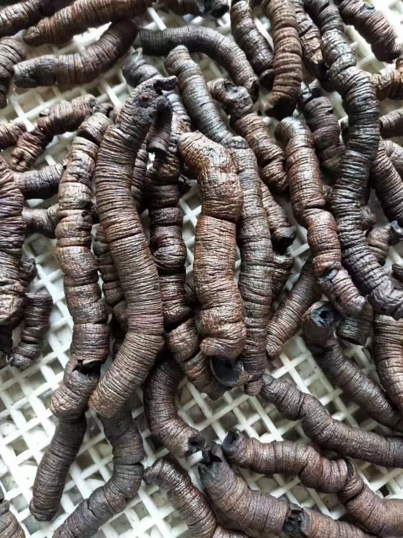 大量批发优质巴戟（九蒸十晒）