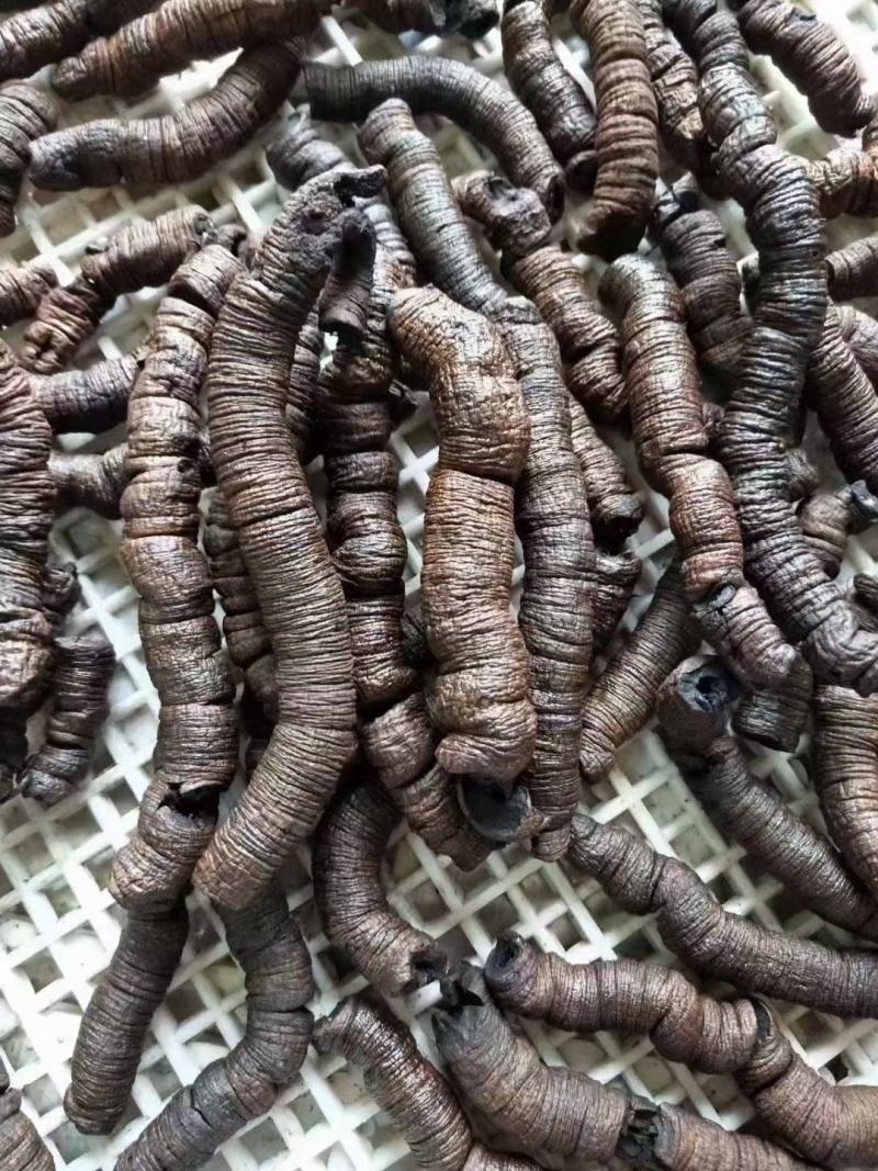 大量批发优质巴戟（九蒸十晒）