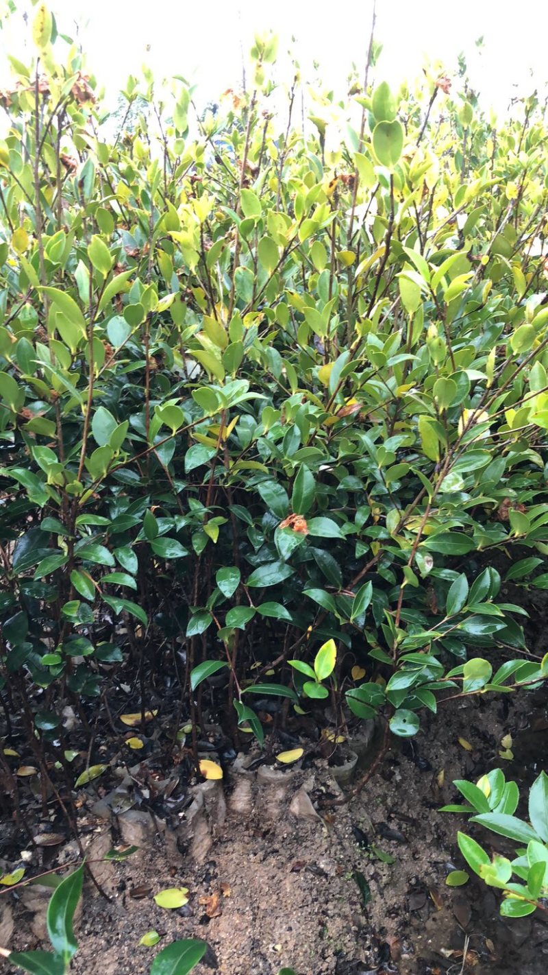 湖南优质高产嫁接油茶苗！长期低价出售各种规格油茶苗