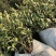 湖南优质高产嫁接油茶苗！长期低价出售各种规格油茶苗