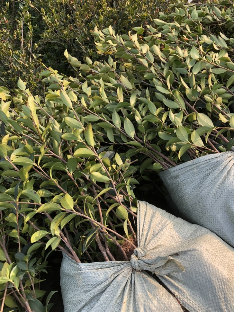 湖南优质高产嫁接油茶苗！长期低价出售各种规格油茶苗