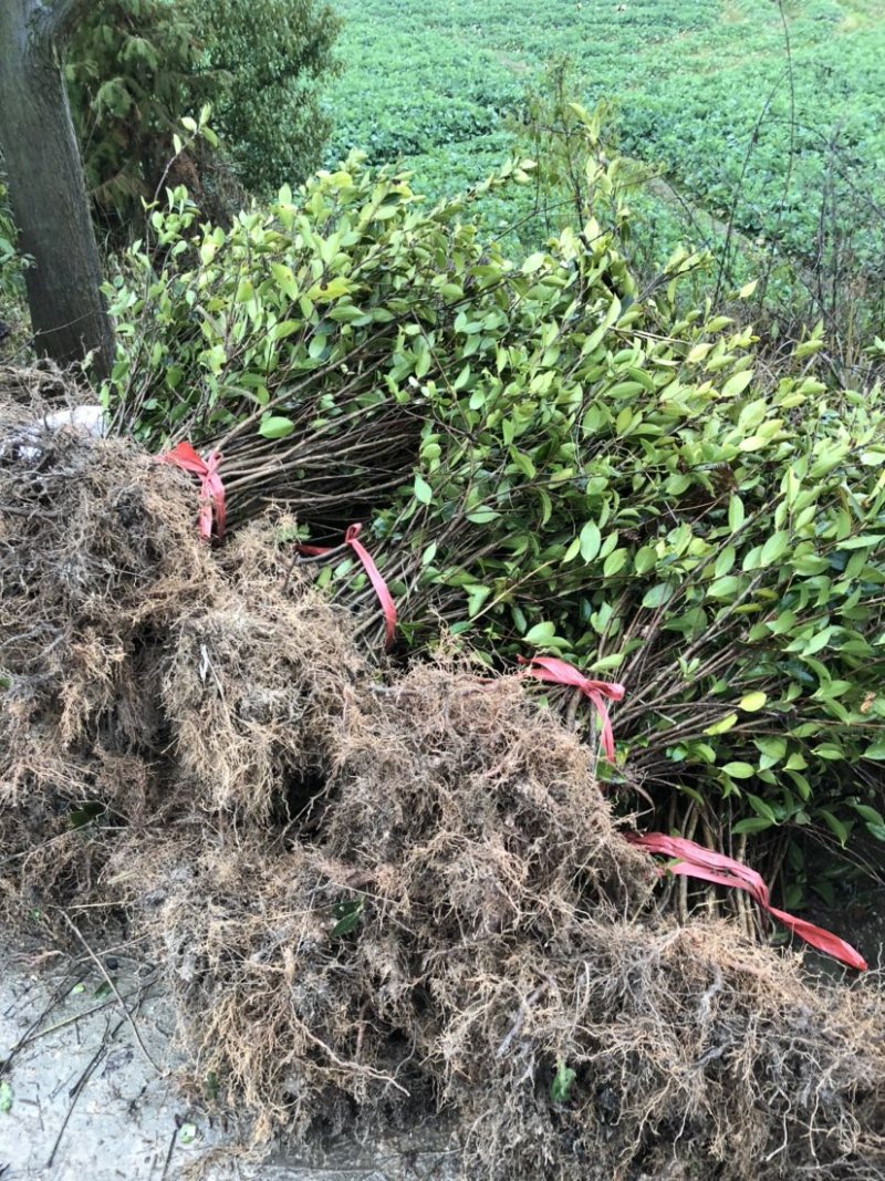 湖南优质高产嫁接油茶苗！长期低价出售各种规格油茶苗