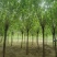 10～13公分平头三年精品速生白蜡