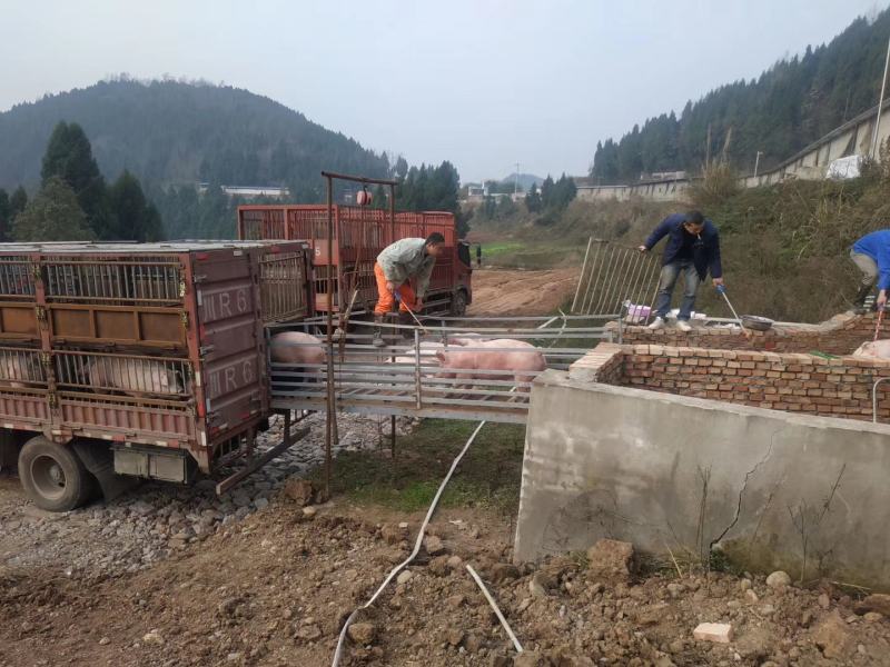 养殖场合作，养殖场地设备证件齐全