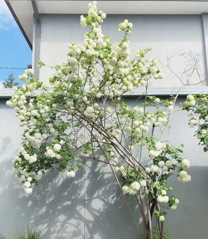 欧洲木绣球可接受-25°可用于园林工程绿化全国各地发