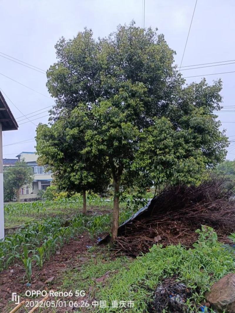 重庆天竺桂大量现货批发各种规格价格美丽