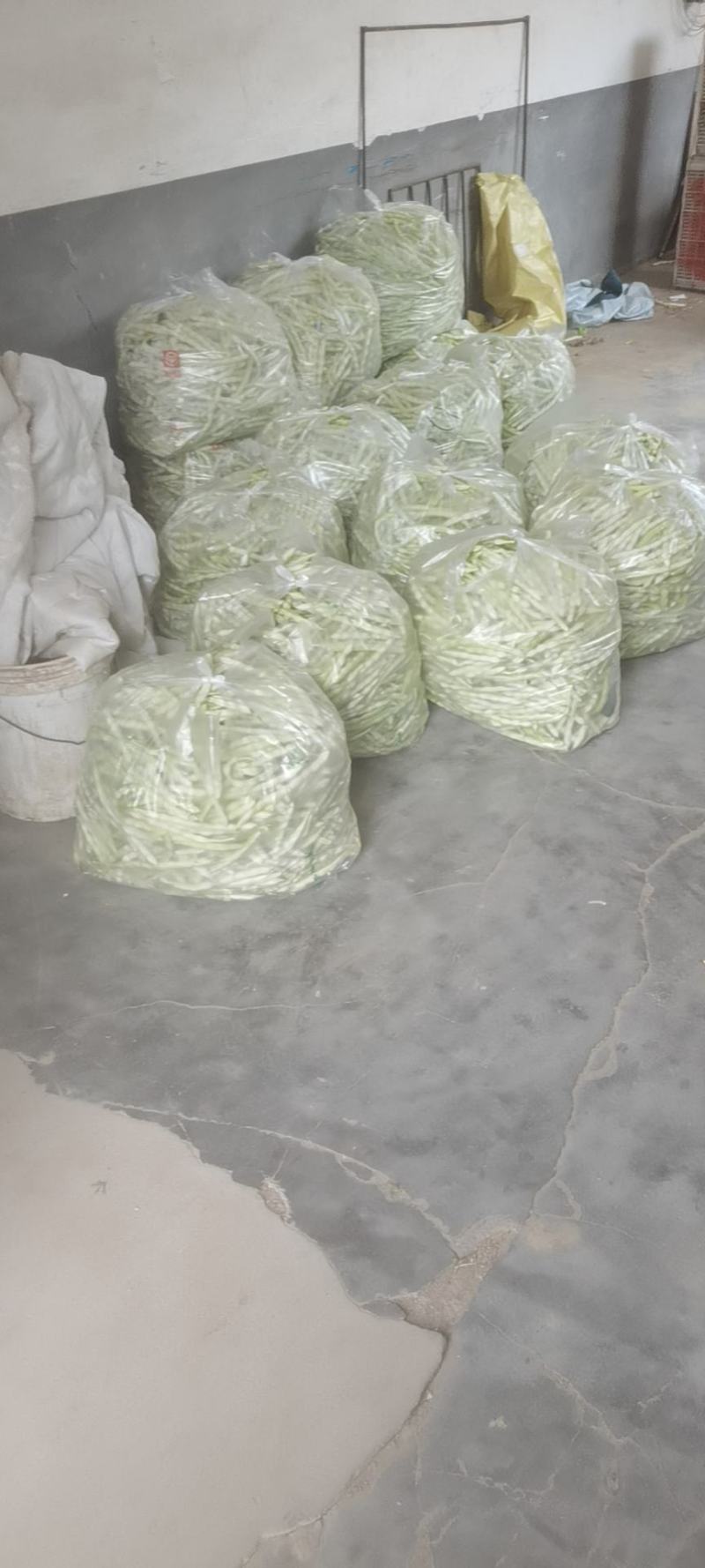 平度芸豆大量上市中。有需要的老板联系