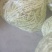 平度芸豆大量上市中。有需要的老板联系