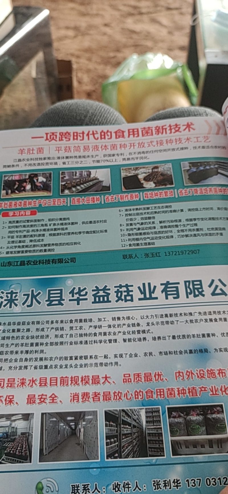 羊肚菌液体菌种，直接大田播种，免去原种栽培种费用