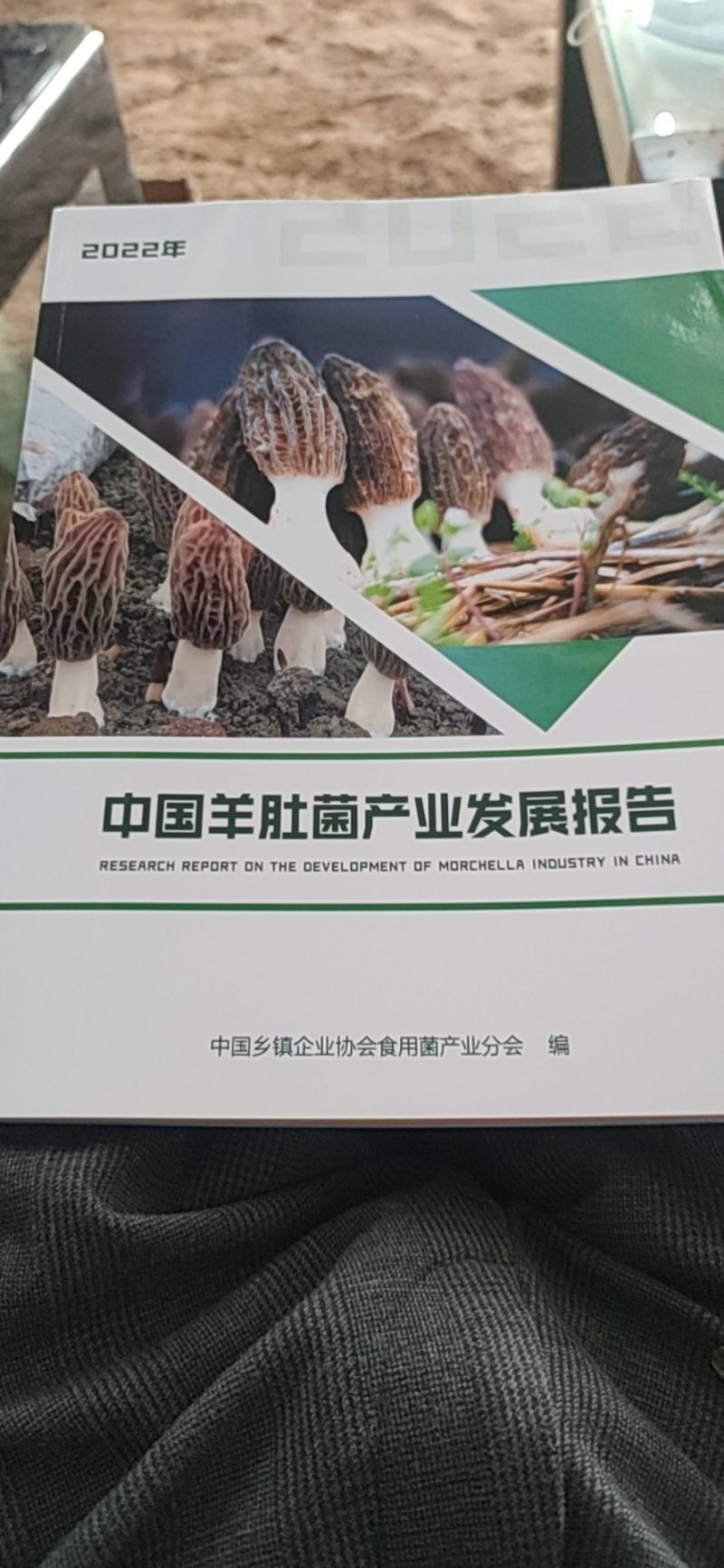 羊肚菌液体菌种，直接大田播种，免去原种栽培种费用
