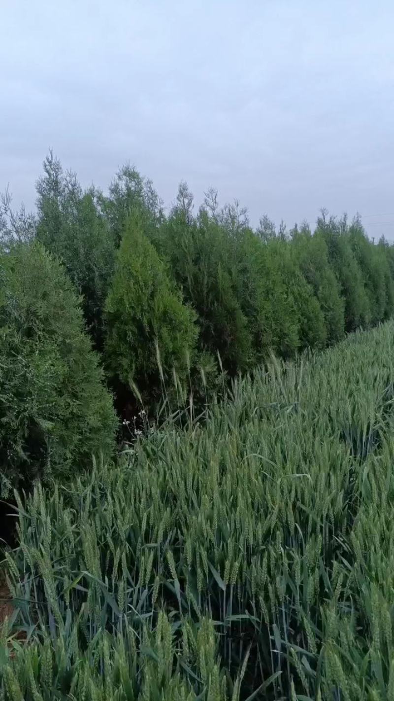 2米，2.5米，3米，3.5米侧柏，柏树，不脱腿，不烧枝